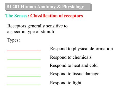 Bi 201 Human Anatomy And Physiology The General Senses Pain