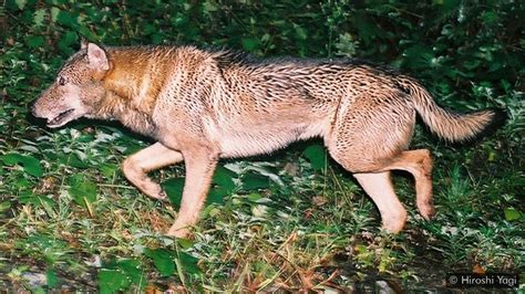The Japanese Wolf Japans Very Own Thylacine Rnaturewasmetal