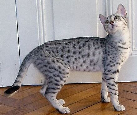 It is a cross between the abyssinian cat and the burmese cat. Knight Cat Picture: EGYPTIAN MAU