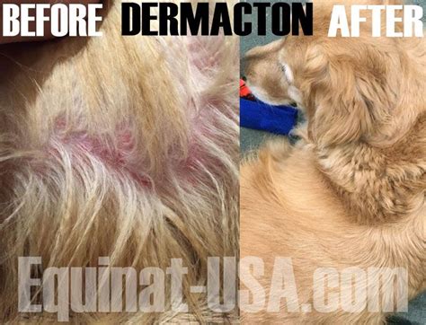 Dermacton Reviews Dog Skin Allergies Itchy Dog Hair Loss