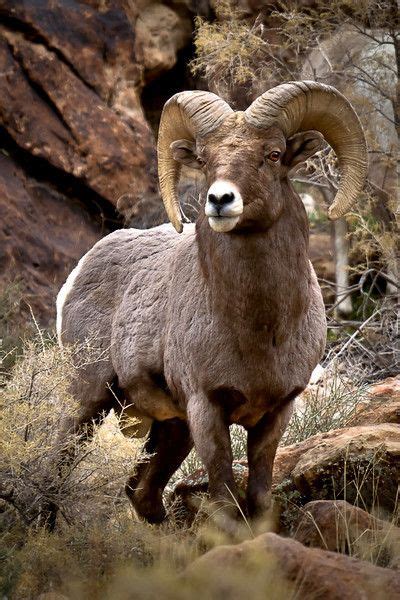 Hours may change under current circumstances big horn sheep, see them all the time driving to Glenwood ...