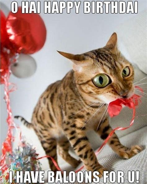 Cat Birthday Cat Birthday Party Birthday Humor