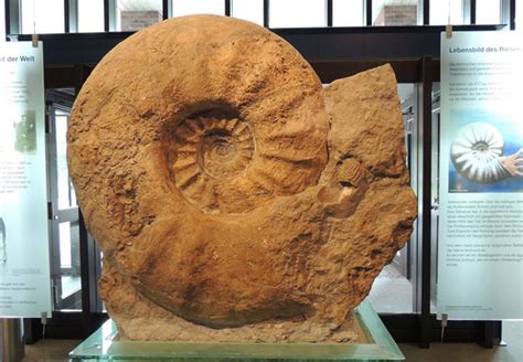 Giant Ammonites Once Thrived On Both Sides Of Atlantic Scinews