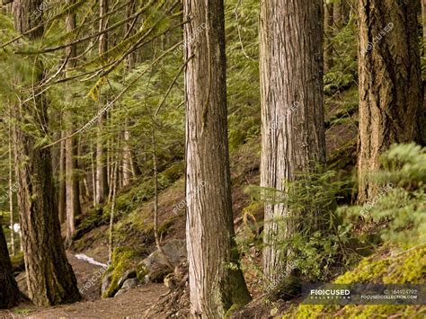 Forest Trail In Whistler — Tourism Trees Stock Photo 164924792
