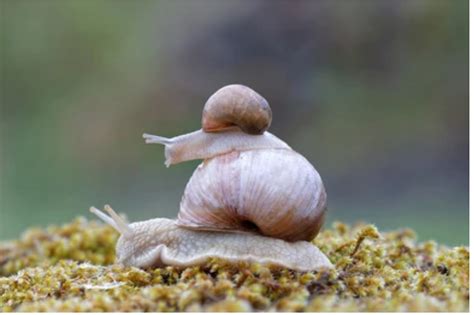 How Do Snails Reproduce The Snail Love Story Snailpedia