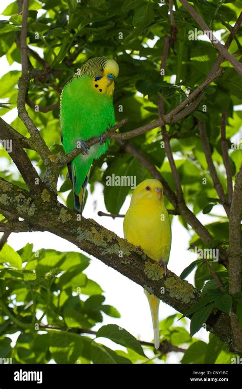 Green Yellow Budgie Budgerigar Bird Hi Res Stock Photography And Images