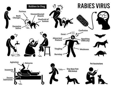 The Rabies Travel Advice Guide Updated 2023