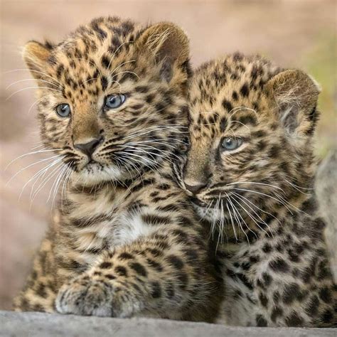 Pin By Avrtatiana On Big Cats Baby Animals Pictures Amur Leopard