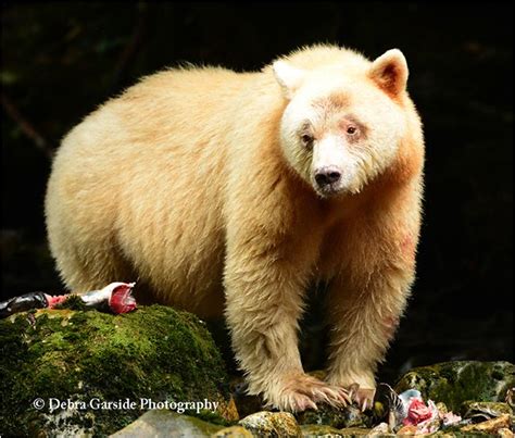 Kermode Bear Spirit Bear Photography And The Great Bear Rainforest