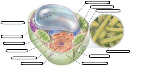 Imagequiz Plant Cell Structures