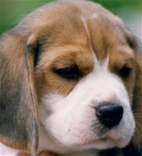 Beagle basset hound mix puppies na sprzedaż. Basset Hound Beagle | Puppy and Dog Mix