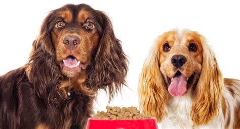 The best dog food for sensitive stomach issues will help your dogs digest their food normally without discomfort. best puppy food for sensitive stomach and diarrhea