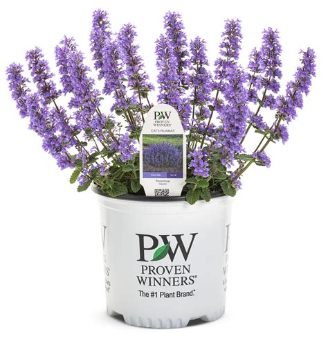 Intense blue flowers reach right down to the soil! 'Cat's Pajamas' - Catmint - Nepeta hybrid | Proven Winners