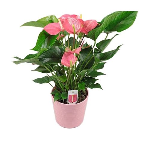 Indoor Plant Anthurium Pink Flamingo Shopee Malaysia