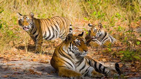 Bandhavgarh National Park India Wallpaper