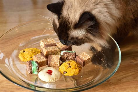 Remember, each cat is different and may need different food or diet requirements, so you should contact your veterinarian before changing their diet. What human foods can cats eat? | Cat Food Alternatives