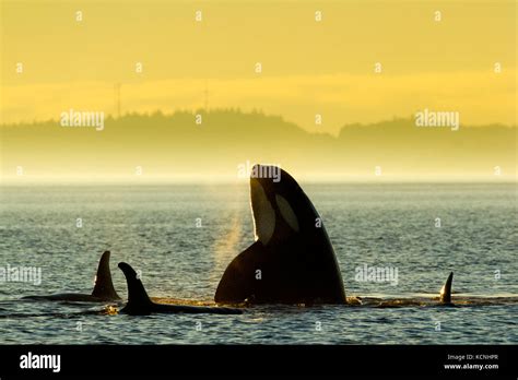 Northern Resident Killer Whales Playing And Spyhopping In