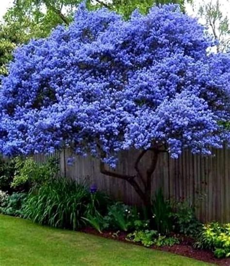 Best Dwarf Trees For Small Space Landscaping Flowering And More Artofit