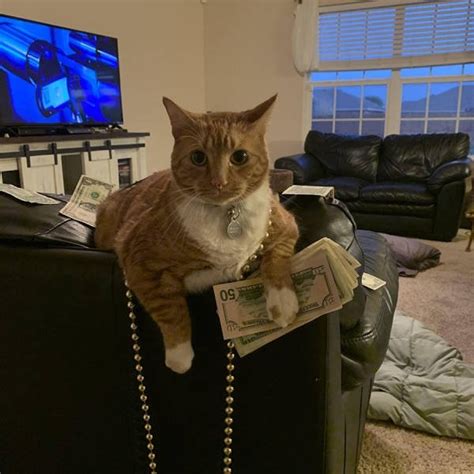 Maybe you would like to learn more about one of these? Funny Cats Of 2019 (98 pics)