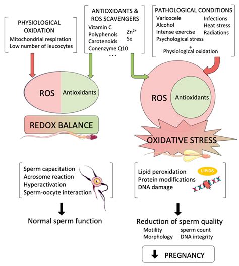Biology Free Full Text Oxidative Stress In Male Infertility Causes