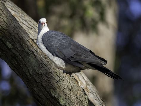 White Headed Pigeon Columba Leucomela Not Sure If This I Flickr