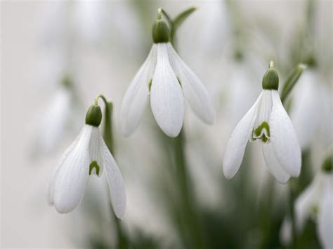 Snowdrops Finding Neverland Natural World Wonders Of The World