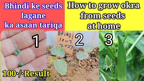 How To Grow Okrabhindi From Seeds At Home Okra Seeds Germinate In