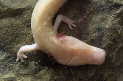 Cave Salamander Stock Image Z Science Photo Library