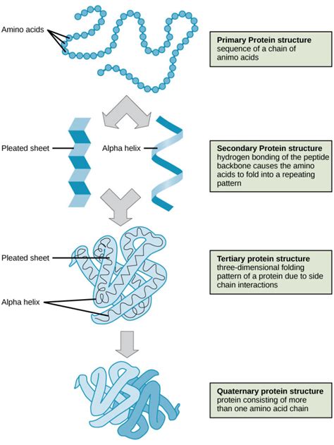 Proteins Biology For Majors I
