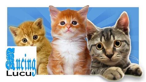 14 gambar kucing pakai kacamata lucu banget gambar. Gambar Kucing Lucu Banget Bikin Ngakak | Gambar Meme
