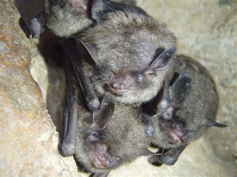 Indiana bats | healthy Indiana bats (Myotis sodalis) photo c… | Flickr