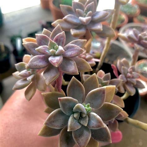 Graptopetalum Paraguayense Subsp Bernalense Ghost Plant Uploaded By Yollymac