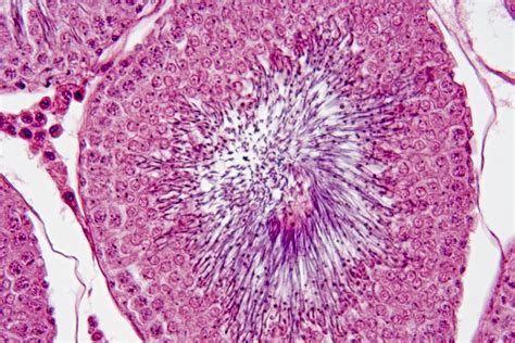 Cross Section Of Seminiferous Tubule Photograph By Science Stock