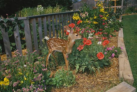 For dessert we both ate chocolate cake topped with fresh cream. Landscaping Using Deer Proof Plants - Part 1 | Baron ...