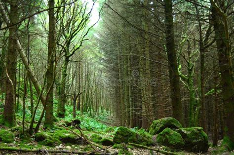 Lush Green Forest On The Highlands Of Scotland Stock Photo Image Of