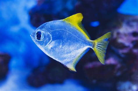 Silver Moony Fish Stock Photos Pictures And Royalty Free Images Istock