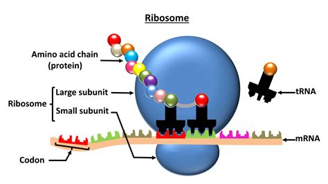 Free Download Ribosome Images 1300x1054 For Your Desktop Mobile