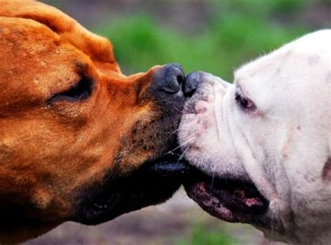 An Adorable Gallery Of Kissing Dogs
