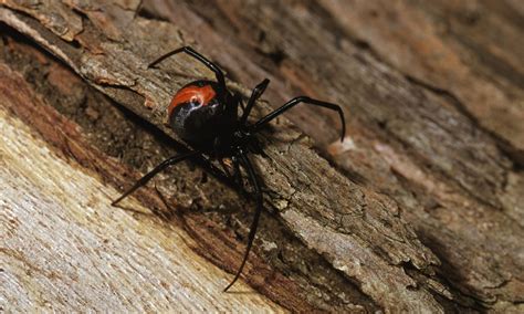 Male Black Widows Mate With Young Female Spiders To Avoid Being Eaten