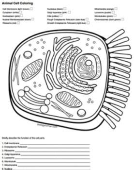 Animal cell parts color poster this is a poster with a diagram of basic animal cell parts. Answer key to the free worksheet available at ...