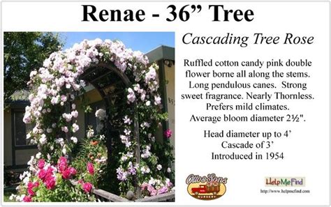 17 Best Images About Tree Roses On Pinterest Trees Bobs And Cottages