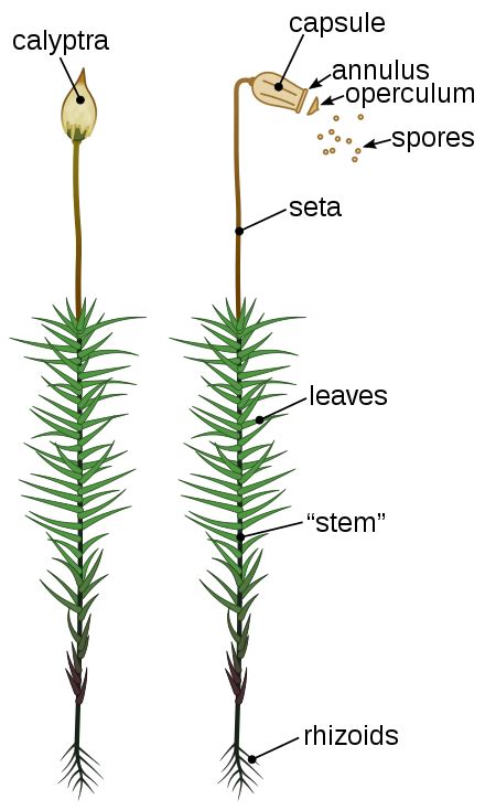 Filepolytrichum Formosum Anatomy Ensvg Wikipedia Plant Leaves