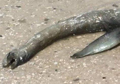 Mystery ‘loch Ness Monster Washes Up On A Beach In