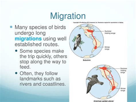 Ppt Birds Powerpoint Presentation Free Download Id1090953