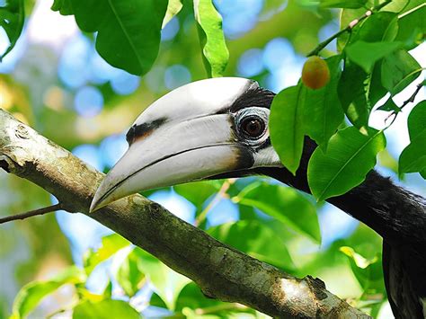 Burung Rangkong Satwa Endemik Indonesia Semakin Langka