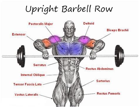 Barbell Exercises That Suit Beginners ~ Multiple Fitness