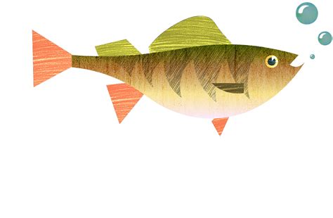 Fish Illustrations On Behance
