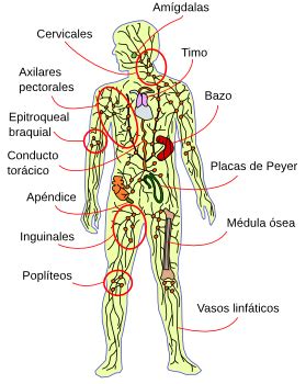 Así como el cáncer representa muchas enfermedades diferentes, el. cancer