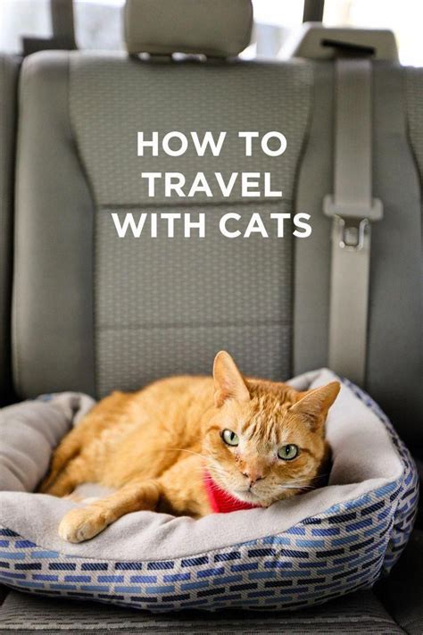 Traveling With Cats How To Prep Your Cats For Life On The Road Or