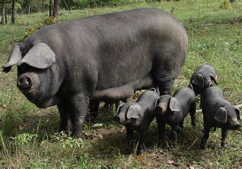 Pictures Of All Kind Of Hogs And Pigs Heritage Breeds Pig Breeds